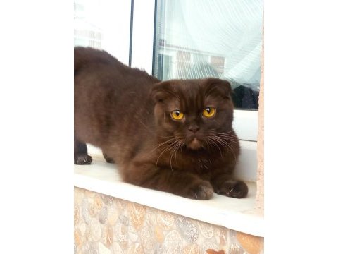 Scottish fold kedimiz annelegi mukemmel nutellayi