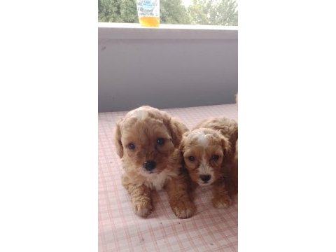 Maltipoo yavru