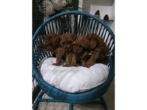 Poodle uzun kulaklar