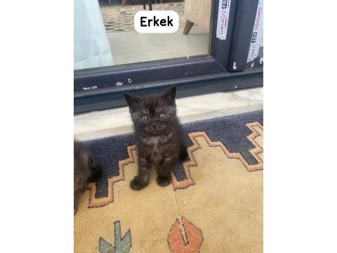 British shorthair güzellikler yeni yuvalarını arıyor