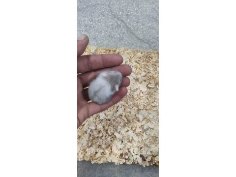 Ele alışkın gonzales hamster yavruları