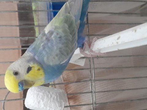 Rainbow muhabbet kuşu sağlıklı kuşlar