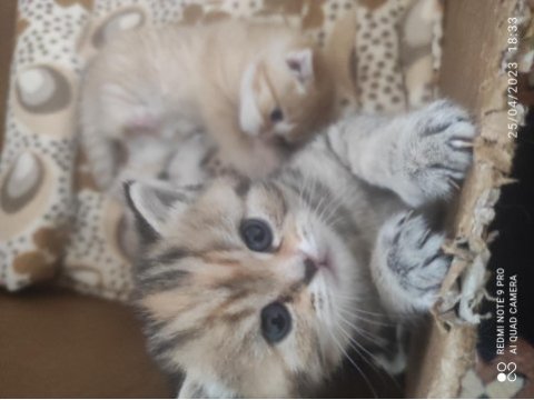 A kalite şecereli british shorthair yavrular