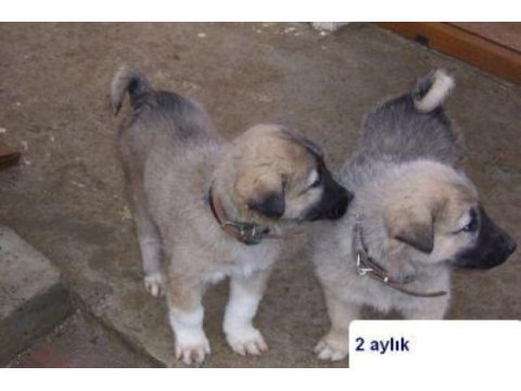 Sivas merkez kangal üretim çiftliği