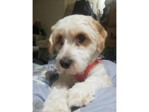 12 aylık kimlik dişi maltipoo
