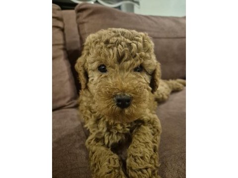 Sakarya baby face dişi bebek poodle