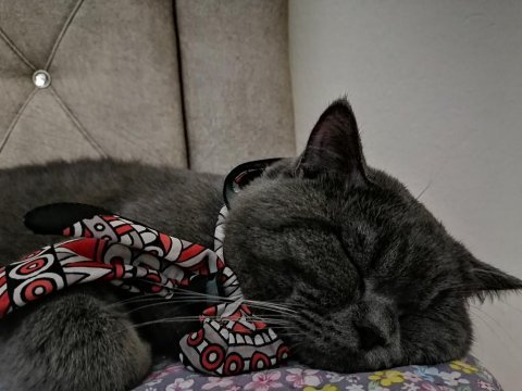 Kedi british shorthair