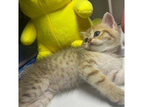 British shorthair golden tabby erkek yavru