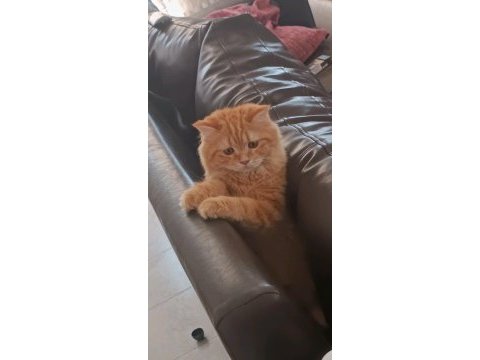 British longhair golden cinsi yavru kedimiz