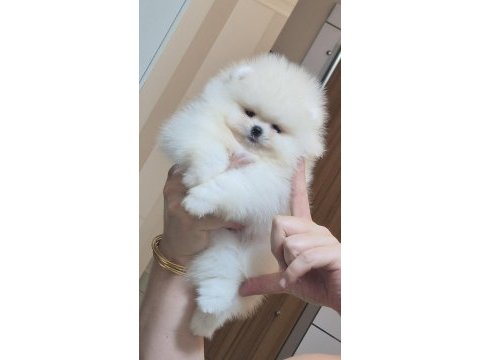 Üst kalite 1 dişi 1 erkek orijinal ırk teacup pomeranian