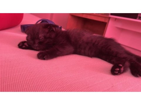 Oyuncu scottish fold kızım