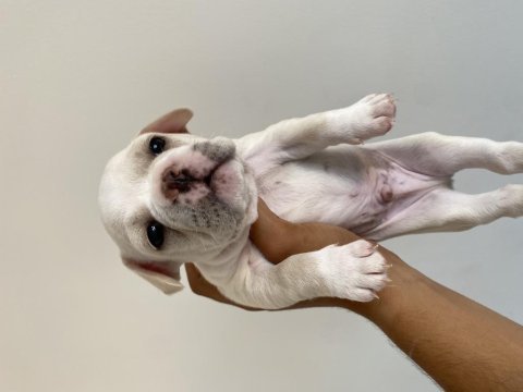 Muhteşem french bulldog yavrular