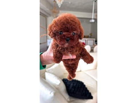 Korean export yurt dışı girişli toy poodle bebeklerim