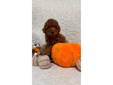 Toy poodle minik yavrularımız
