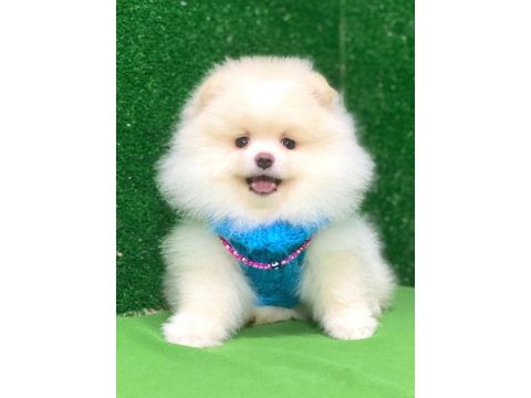 Pomeranian boo bebekler