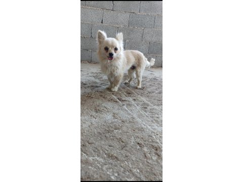 1.5 yaşında chihuahua acil uygundur