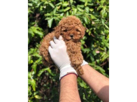 Ruhsatlı resmi işletmeden taksit avantajıyla toy poodle