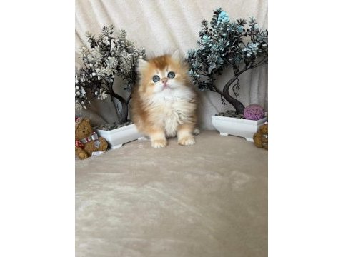 British longhair ny12 dişi erkek
