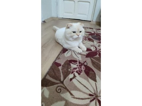 Scottish fold kedimizi çifleştirme