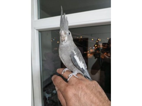 4 5 aylık sultanlar ele alışık