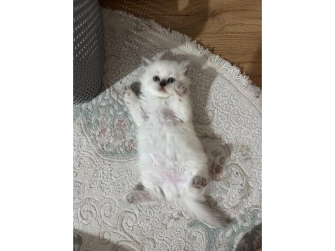 2 aylık scottish fold bluepoint shorthair yavrular