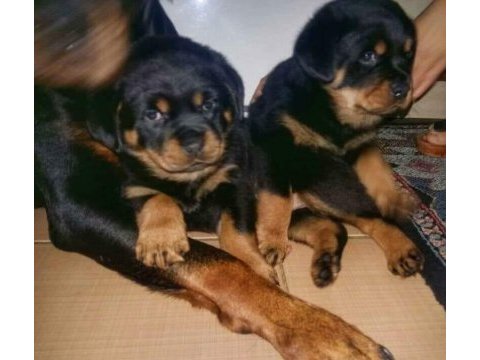 Akkuş üretim çiftliğinden rottweiler yavruları