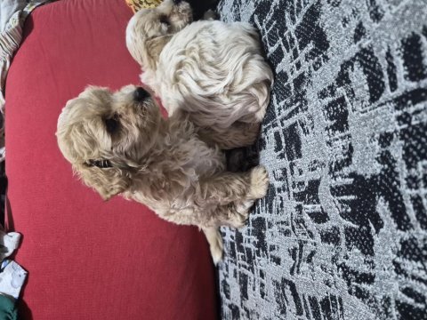 45 günlük 2 erkek maltipoo