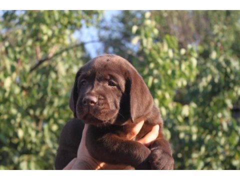 Türkiyenin en özel labrador yavruları 