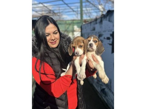 Elizabet beagle yavrularım