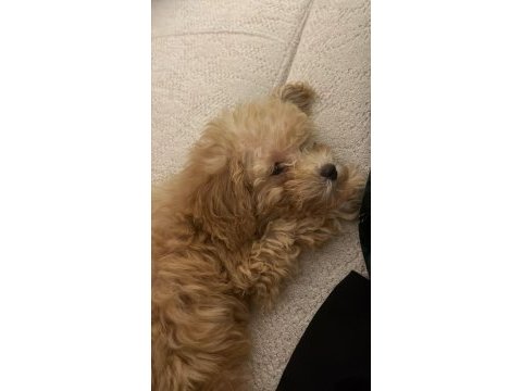 Toy poodle eşyaları ile verilecek