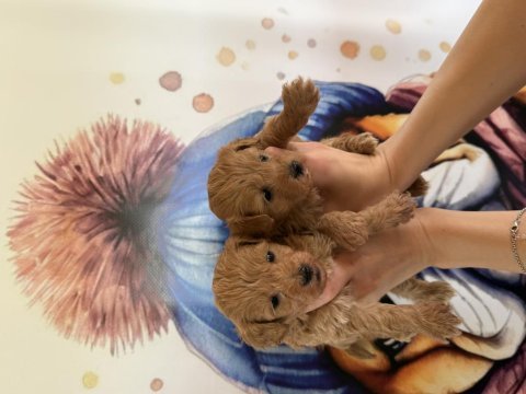A kalite mini boy maltipoo