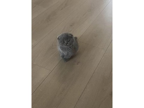 40 günlük scottish fold erkek