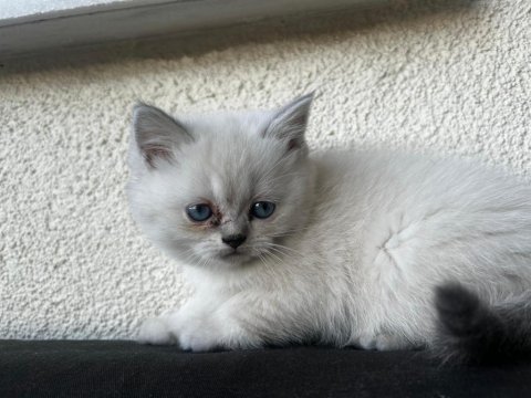 Bulu point dişi ve erkek kedilerimiz mevcuttur