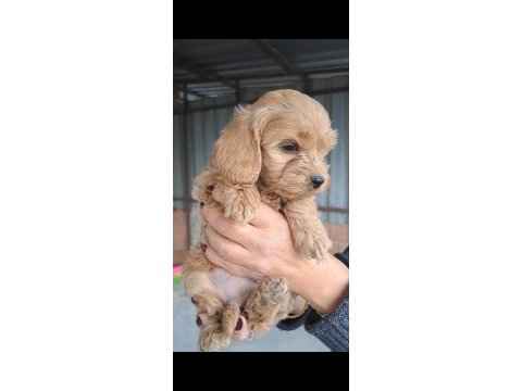 Maltipoo yavrularımız yeni yuvalarına hazır