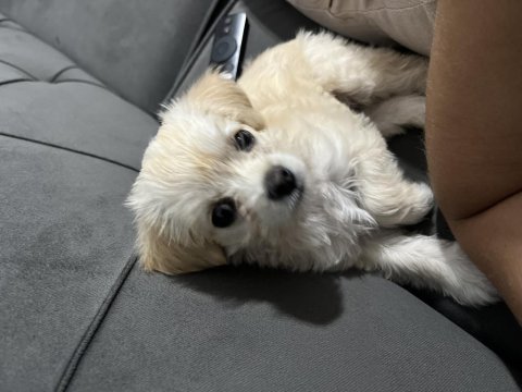 50 günlük maltese terrier