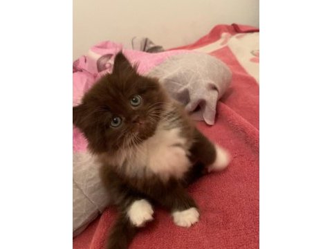 British longhair chocolate bicolor