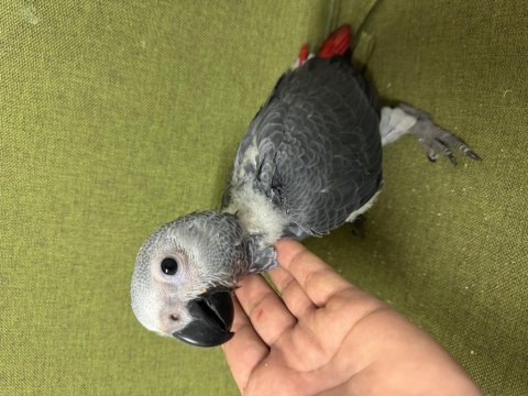 Güzeller güzeli bebek jako papağanımız