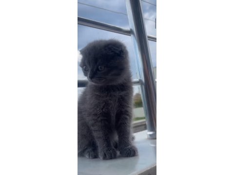 Dişi scottish fold bebeklerim