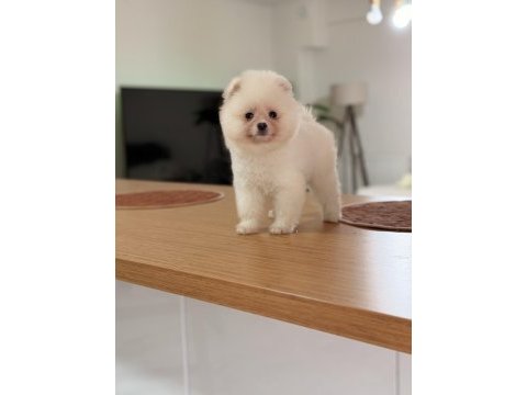 Teddy bear pomeranian boo