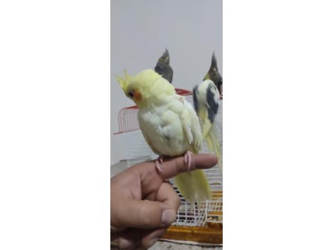 Sultan papağanı 2 aylık buca
