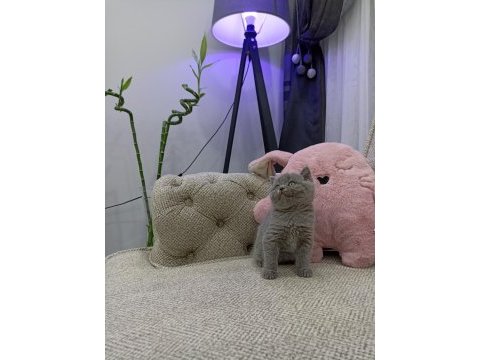 İri gözlü oyuncu yavru british shorthair