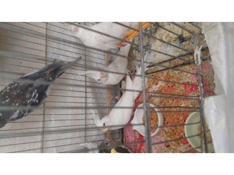 6 aylık sultan papağanlar