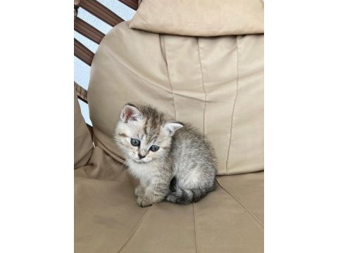 Scottish tabby dişi 2 aylık
