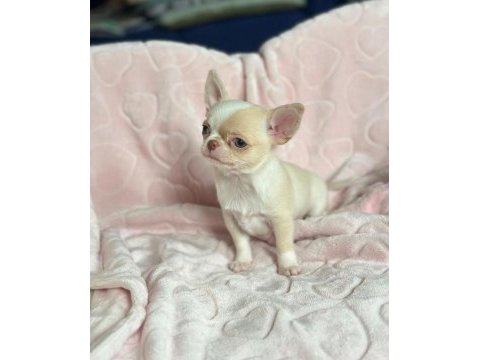 Birbirinden güzel safkan chihuahua yavrularımız