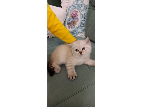 Satılık yavru kediler 2 aylık dişi ve erkek