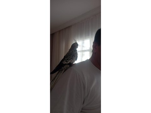 Ele alışık pied grey lutino sultanlar el besleme