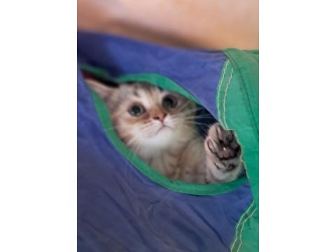British shorthair golden dişi