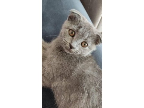 Scottish fold yavruları 3 aylık