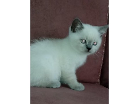 Blue point ve scottish fold yavrular 7 tane