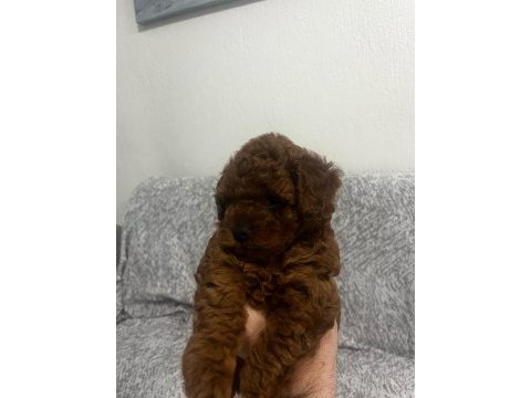 Toy poodle köpekleri